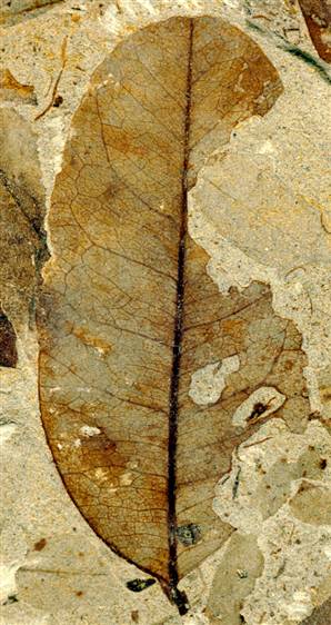 leaf-fossil.jpg