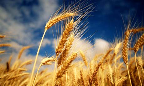 [Image: wheat-beautiful1.jpg]
