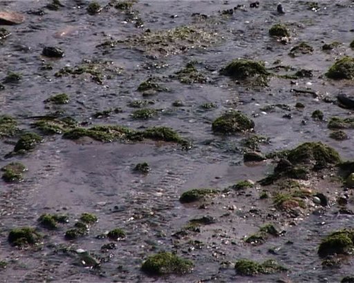 toxic-seaweed