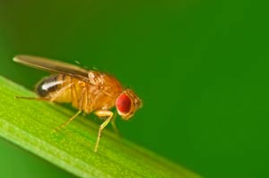 scientists-create-false-memories-in-fruit-flies