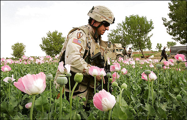 US soldier in opium field