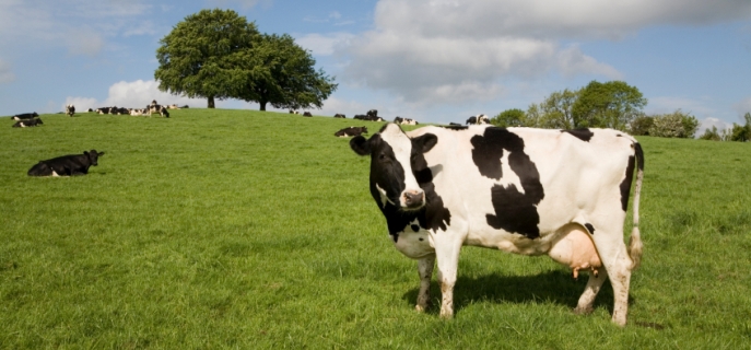 cows-raw-milk