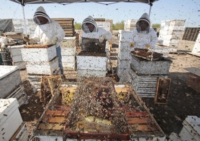 Food and Farm Disappearing Bees