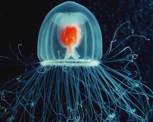 jellyfish_immortal
