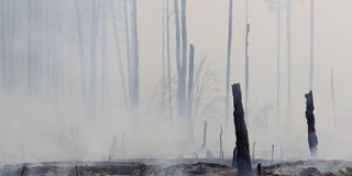 burned-down-forest-is-seen-near-the-settlement-of-berestyanki