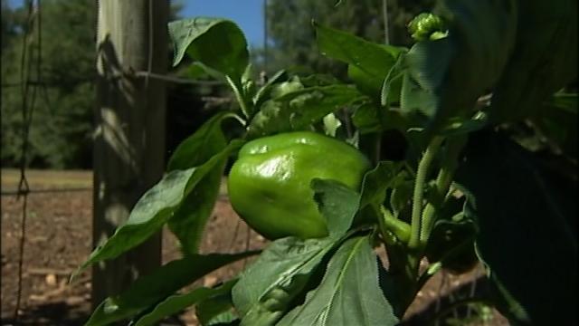 cabbagegate_county-sues-local-farmer-for-growing-too-many-vegetables