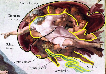 Michelangelo-Sistine-Chapel-Adam-Brain
