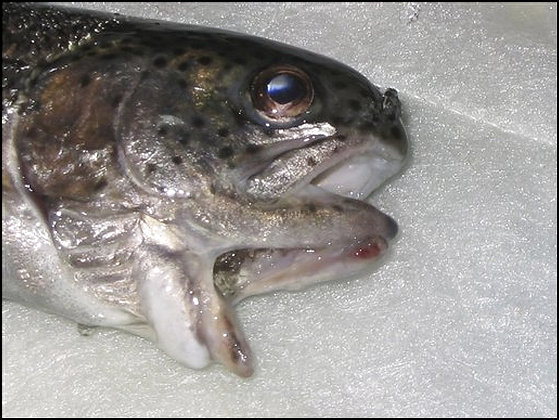 Pics Of Rainbow Trout. The Perfect Genetic Storm