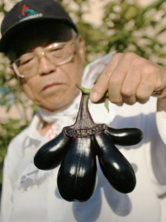 Eggplant Mutation In OSAKA