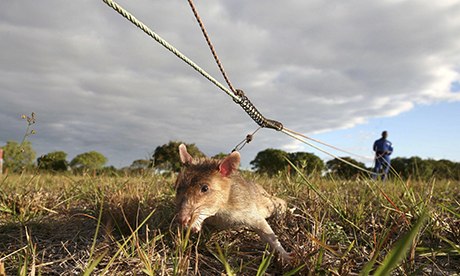 MDG : A rat sniffs out landmines in Mozambique