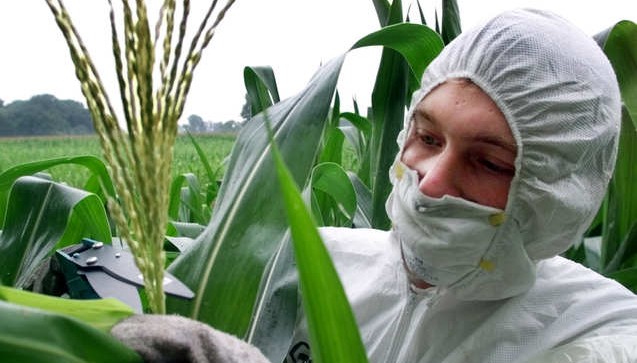 Italian Court Upholds Ban on Monsanto MON810 Corn Cultivation