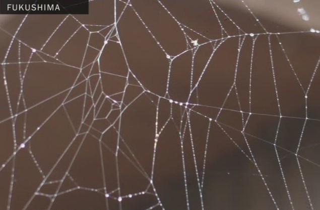 fukushima-spider-net