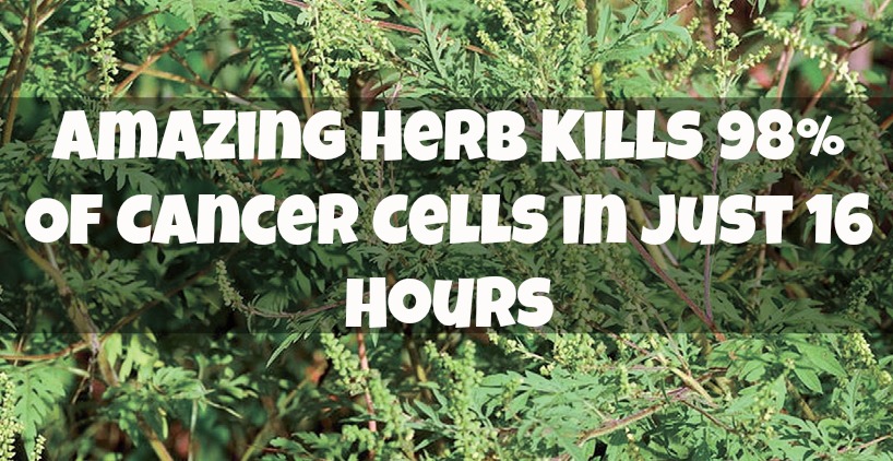 Artemisia-Annua-Amazing Herb Kills 98 Percent Of Cancer Cells In Just 16 Hours