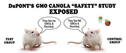 DuPonts-GMO-Canola-safety-study-exposed