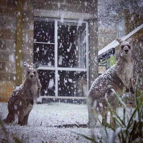 Kangaroos-snow