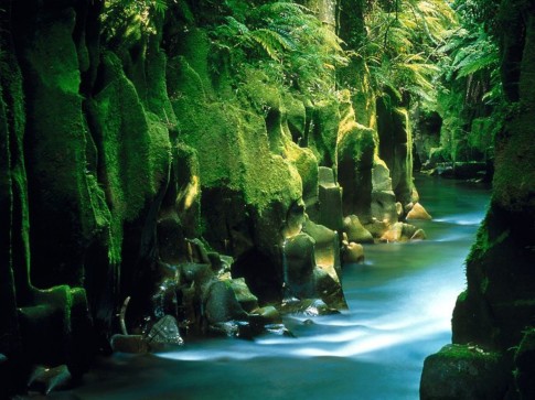 Whirinaki Forest, NZ