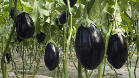 Eggplant-Farm-Crop-Vine