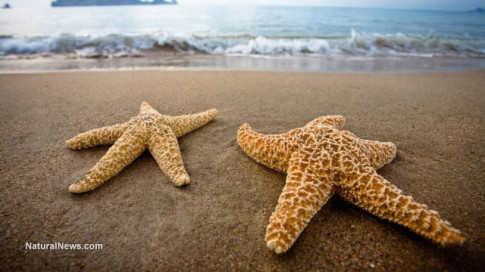 Starfish-Beach-Sand-Ocean