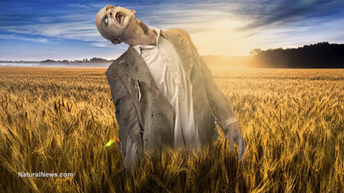 Undead-Zombie-Wheat-Field