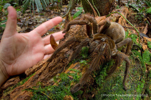 The South American Goliath birdeater (Theraphosa blondi) is the worlds largest spider