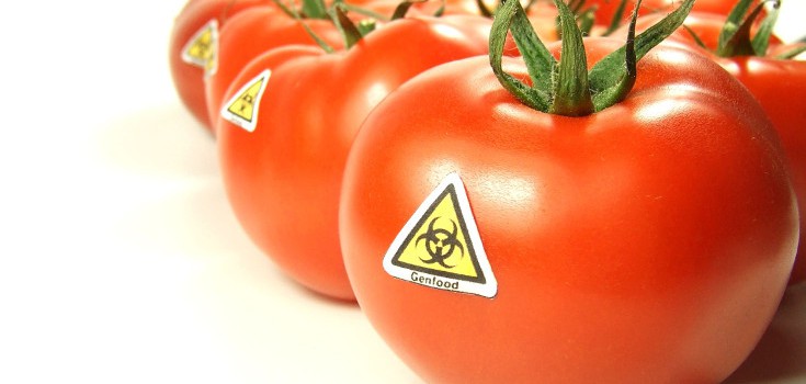gmo_tomatoes_toxic