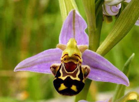 The Happiest Orchid in the World