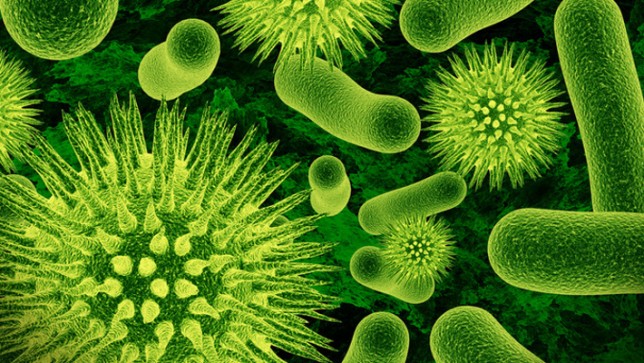roundup-causes-antibiotic-resistant-bacteria