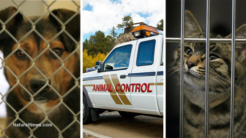 Animal-Control-Pets