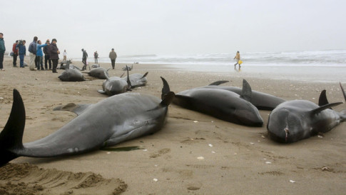 Mass Whale Beaching Re-Ignites Quake Fears Among Japanese