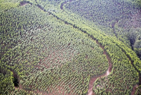 Ecuador smashes reforestation world record