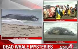 whale deaths-2