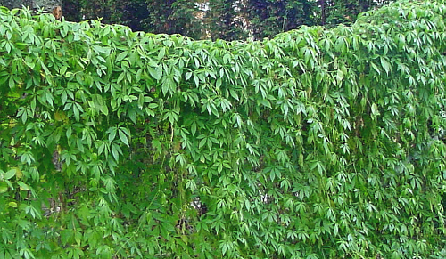 Jiaogulan-Gynostemma-pentaphyllum