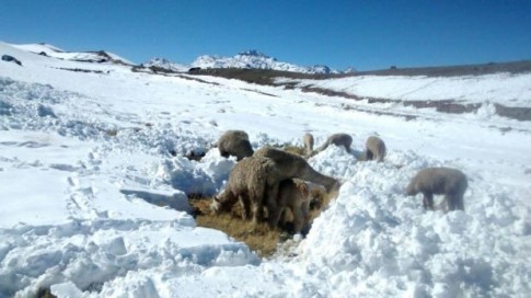 Peru – Heaviest snowfall in years kills 171,850 alpacas