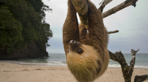 Costa Rica Is Shutting Down All Zoos And Freeing Every Animal In Captivity