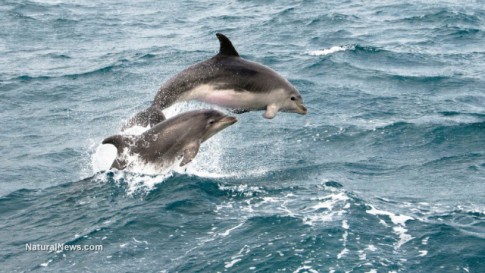 Dolphins-Jump-Ocean-Play
