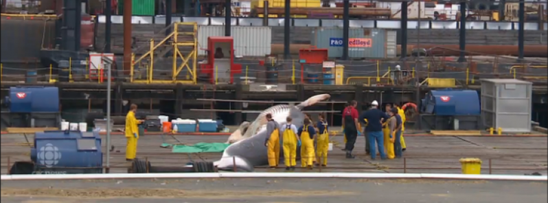 stranded_whales_alaska