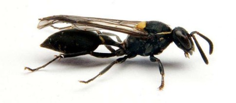 Brazilain social wasp Polybia paulista