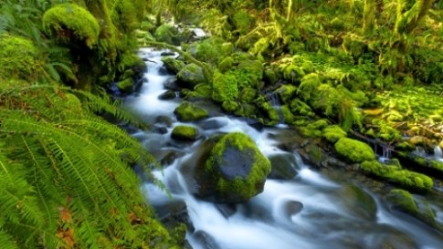 Fiddlehead-Fern-Westland-National-Park-New-Zealand