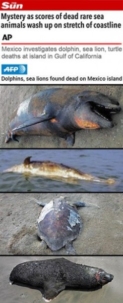 Mystery as scores of dead rare sea animals wash up