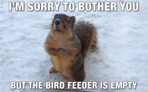 feed-the-squirrels