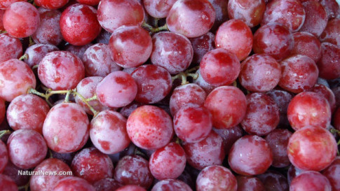 Grape seed extract more effective than chemotherapy in advanced cancer
