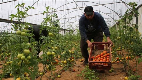 Israeli planes spray crop-killing chemicals on Gaza farms.jpg