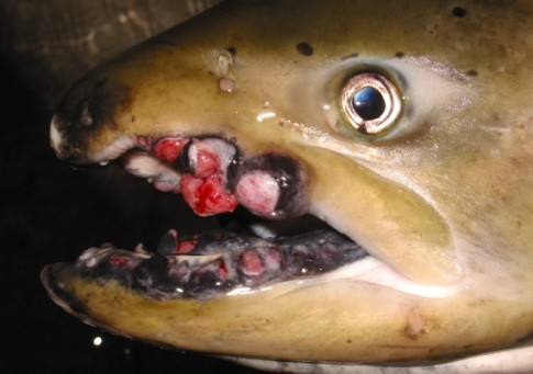 Eating Fukushima Radiation Bloody Cancerous Tumors in Fish And Seafood