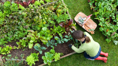 Girl-Plants-Vegetable-Garden