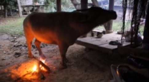 Lighting fires under buffalo to keep them warm