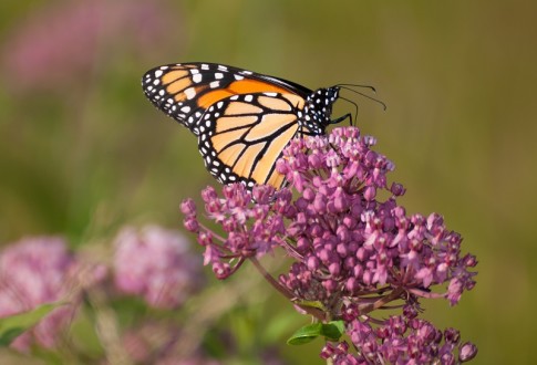 Monarch-Butterfly
