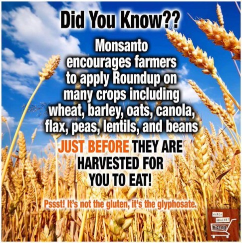 Monsanto-Roundup-Glyphosate-Gluten