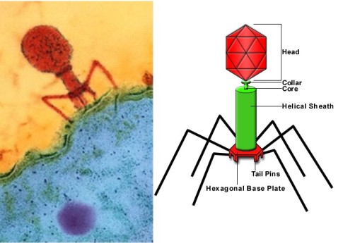 T4 nanobot bacteriophage