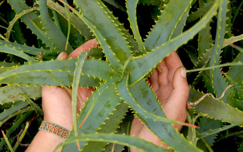 Aloe aborescens cancer