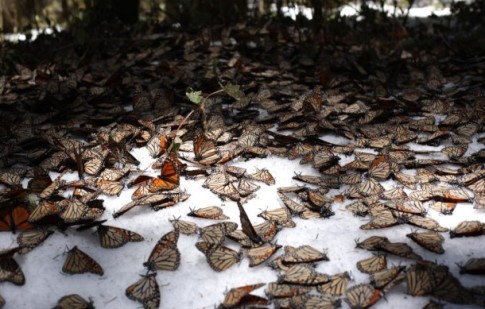 Millions of Monarch butterflies freeze to death in Mexico